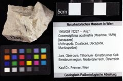 Foto (Objket + Etiketten) von Cracensigillatus acutirostris (Moericke, 1889) 